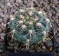 Gymnocalycium schatzlianum