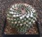 Mammillaria