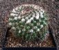 Mammillaria