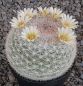 Mammillaria candida