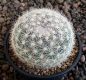 Mammillaria candida