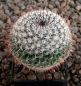 Mammillaria ritteriana