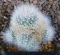 Mammillaria schwarzii