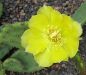 Opuntia humifusa compressa Monmouth