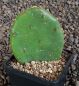 Opuntia humifusa compressa Monmouth