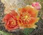 Opuntia macrorhiza Apricot