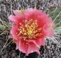 Opuntia phaeacantha Kirschrot