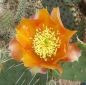 Opuntia phaeacantha orangeade