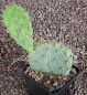 Opuntia phaeacantha orangeade