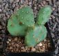 Opuntia polyacantha inermis essbar