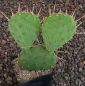 Opuntia polyacantha Loa Pass Utah