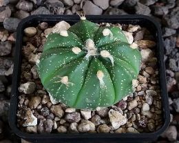 Astrophytum asterias