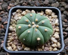 Astrophytum asterias Gonzales