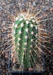 Echinocereus engelmannii mombergerianus MAO268