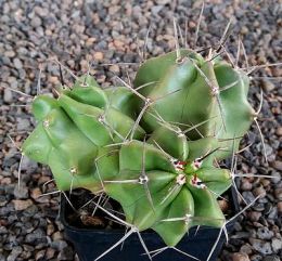 Echinocereus triglochidiatus Manzano MAO306