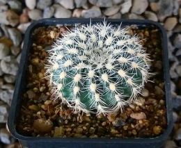 Gymnocalycium bruchii niveum OF 25-80