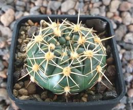 Gymnocalycium hyptiacanthum uruguayense MM383