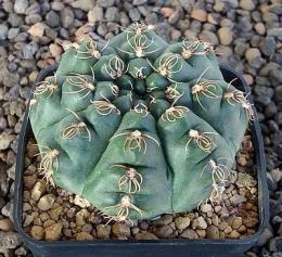 Gymnocalycium