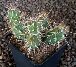 Opuntia fragilis Feldberg