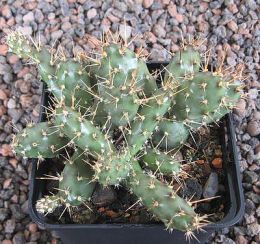 Opuntia fragilis Hot Springs Dakota