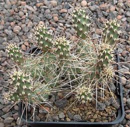 Opuntia fragilis white mountains californien