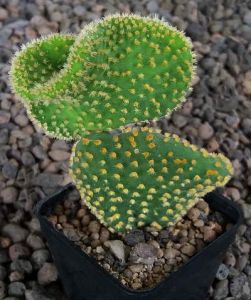 Opuntia microdasys cristata