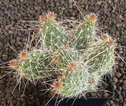 Opuntia polyacantha 'Peter Pan' Zwergform