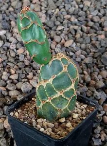 Opuntia zebrina