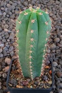 Trichocereus pachanoi