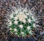 Echinocactus grusonii