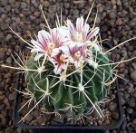 Echinofossulocactus