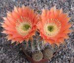 Echinopsis Hybr. Nr. hb619