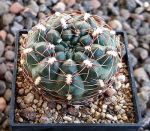 Gymnocalycium andreae matznetteri STO394