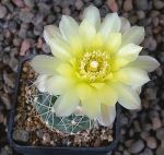 Gymnocalycium Attersee Hybr