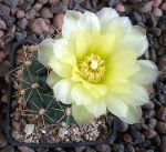 Gymnocalycium Attersee Hybr