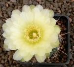 Gymnocalycium Attersee Hybr