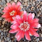 Gymnocalycium baldianum P127