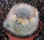 Mammillaria schwarzii