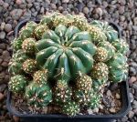 Matucana polzii