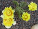 Opuntia macrorhiza Susanne