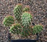 Opuntia phaeacantha minor