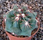 Thelocactus heterochromus