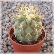 Copiapoa haseltoniana gigantea